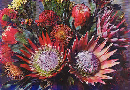004.sud africa.protea.jpg (113179 byte)
